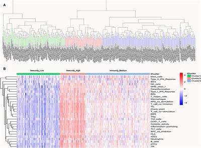 Classification of Muscle-Invasive Bladder Cancer Based on Immunogenomic Profiling